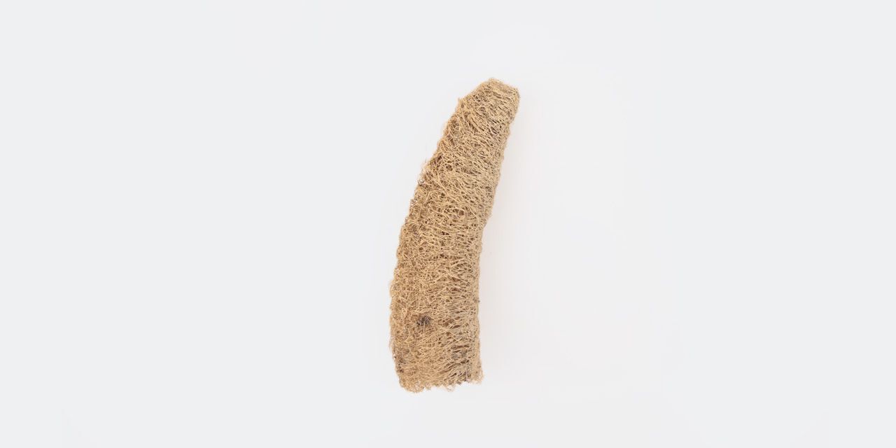 창대농원 몽땅 수세미,, large image number 3